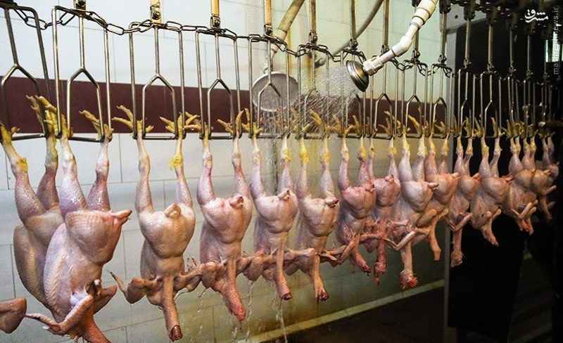 کشتارگاه مرغ ایلام به چرخه تولید باز می گردد