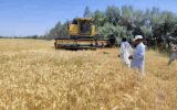 پیش بینی تولید ۳۹۹ هزار تن گندم در ایلام