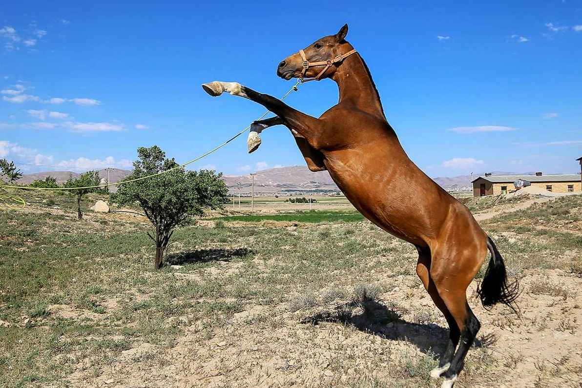 جشنواره زیبایی اسب ترکمن در بجنورد
