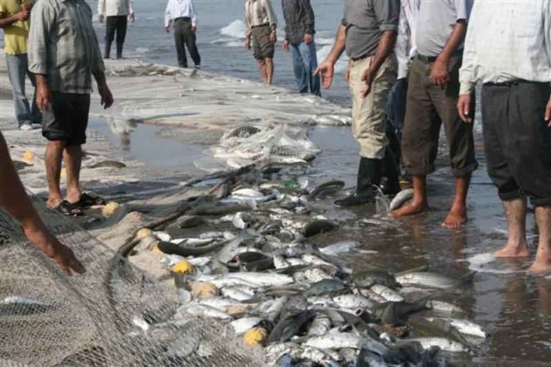 آبرفتگی قد و قامت ماهیان دریای خزر با آلودگی