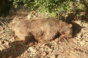 کشته شدن یک قلاده خرس در ایوان