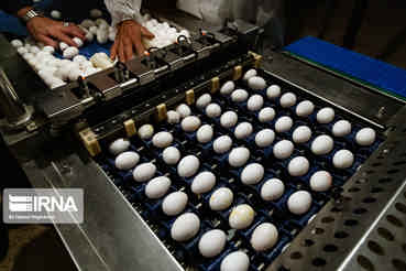 صادرات ۱۱۰ هزار تن تخم مرغ تا پایان آبان ماه به ارزش ۱۳۰ میلیون دلار