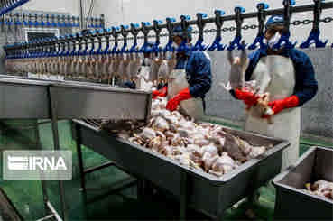 سهم ۹۷ درصدی مرغ از عرضه گوشت طیور در دی‌ماه ۱۴۰۲/ رشد ۲ درصدی عرضه